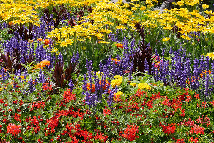 Discovery Garden