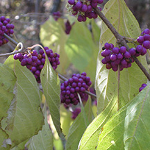 American Beautyberry Picture