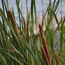 Cattails Picture