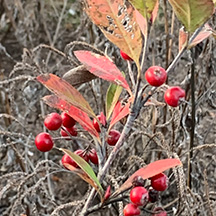 Red Chokeberry Picture