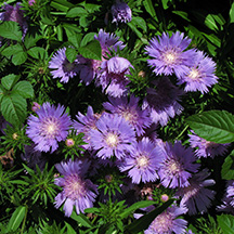 Stokes Aster Picture