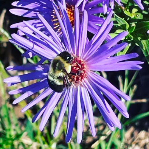 Aromatic Aster