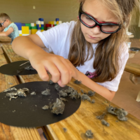 Owl Pellet Dissection Owl Pellet Dissection Workshop