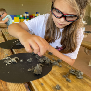 A girl dissects an owl pellet to discover the remnants of an owl's meal.