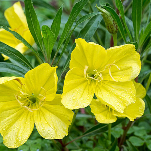 Ozark Sundrops, Featured Plant
