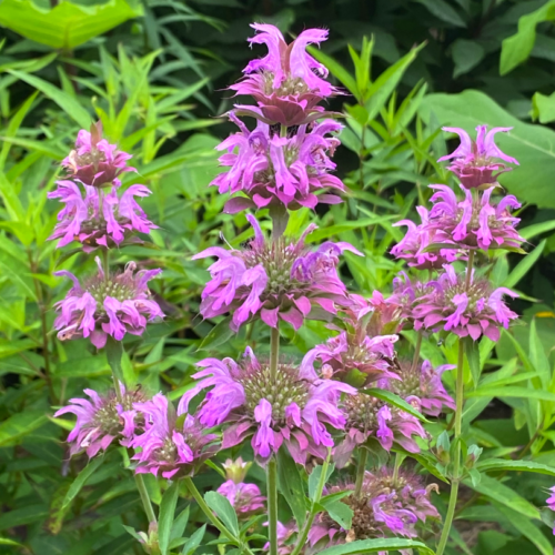 Plant of the Month, Lemon Bee Balm (also known as Lemon Mint or Purple Horsemint)