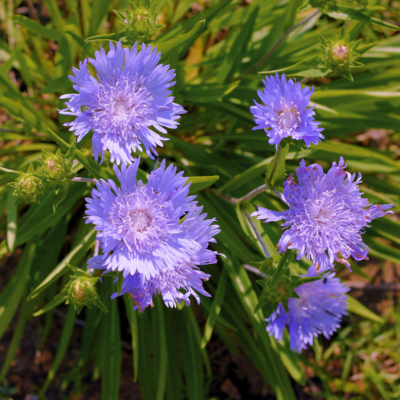 Discovery Garden Website Photos Plant of the Month Stokes Aster