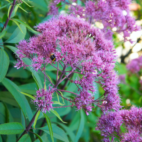 Learn more about Joe Pye Weed!