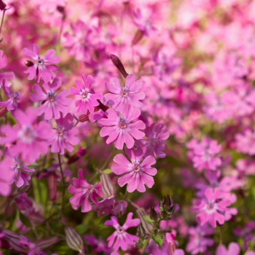 Carolina Pink Plant of the Month April/May
