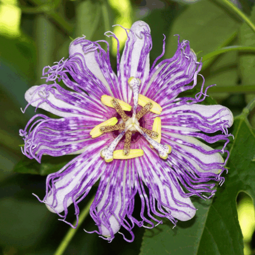 Passion Flower